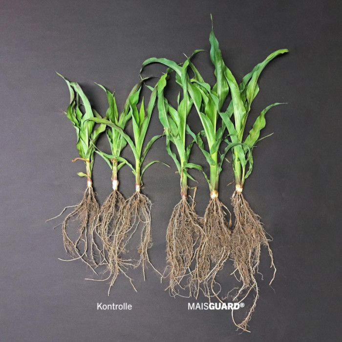 8003_2_MaisGuard-BIO_Kontrolle-Links-Maisguard-rechts_M.jpg